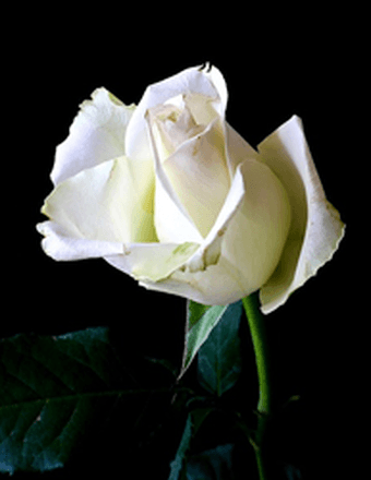 Rita Therese Finnerty Obituary