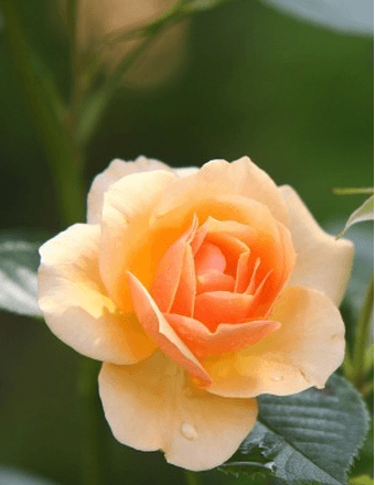 Margie Fahey Obituary