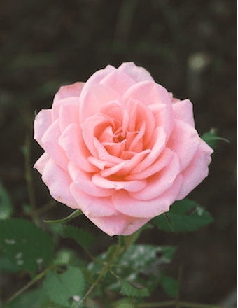 Faustina G Sanchez Obituary