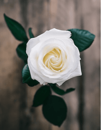 Petra Nevarez Obituary